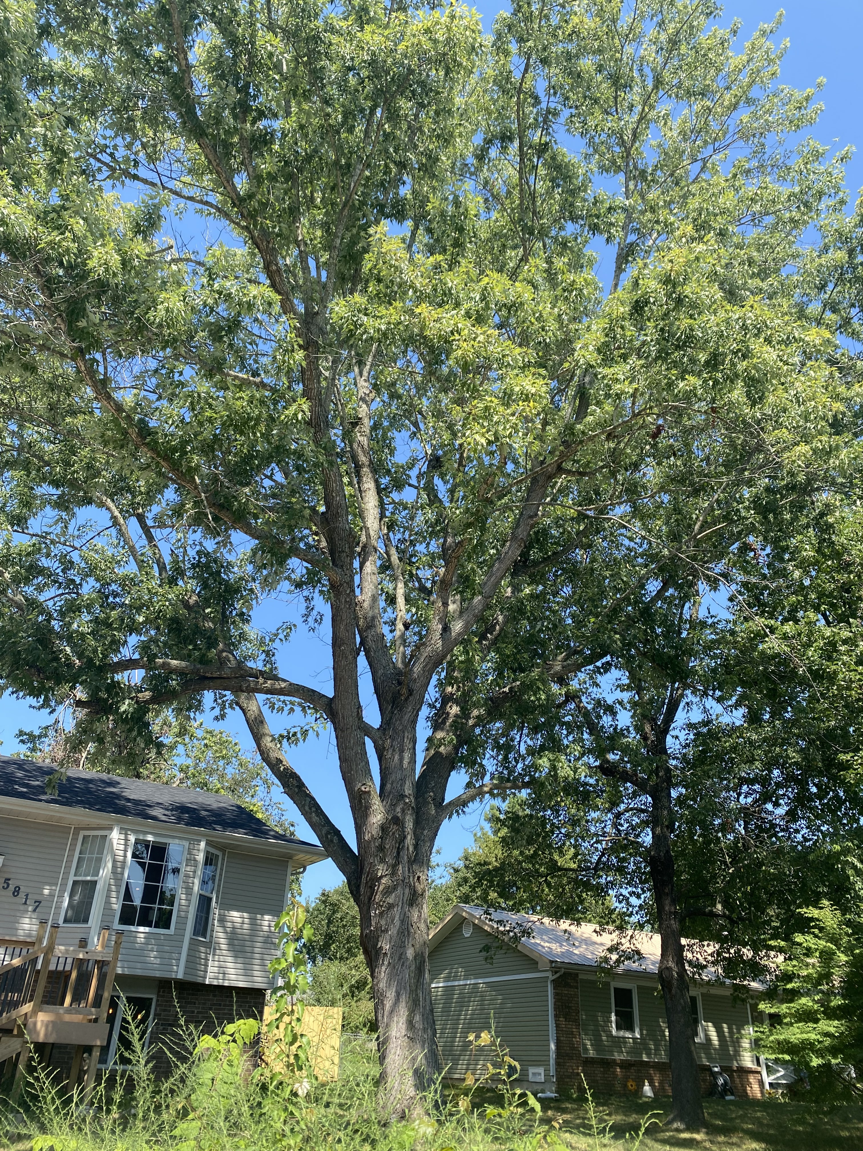 What’s Causing Dead Patches in Your Tree Canopy?